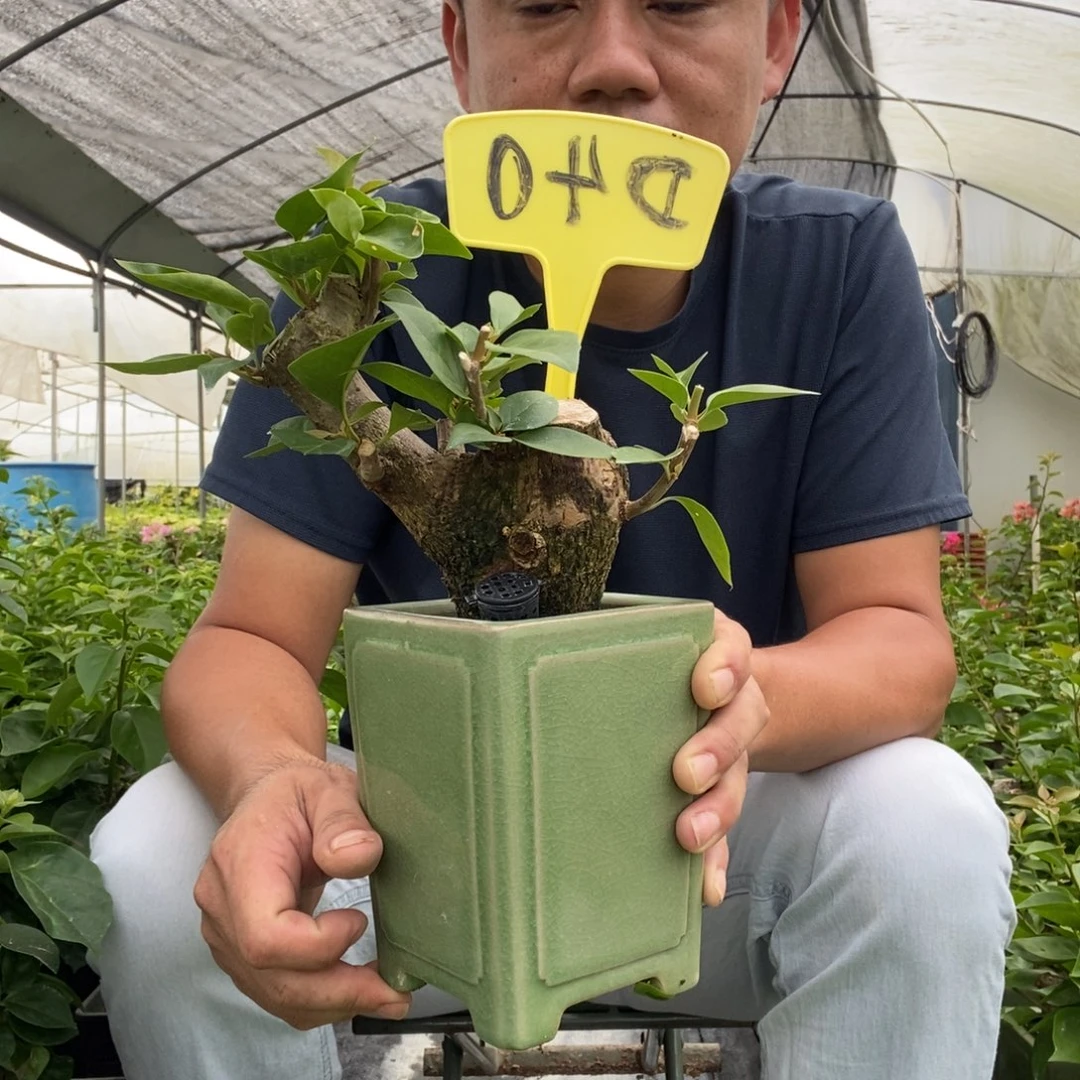 小***美无花朵三角梅同安红D40