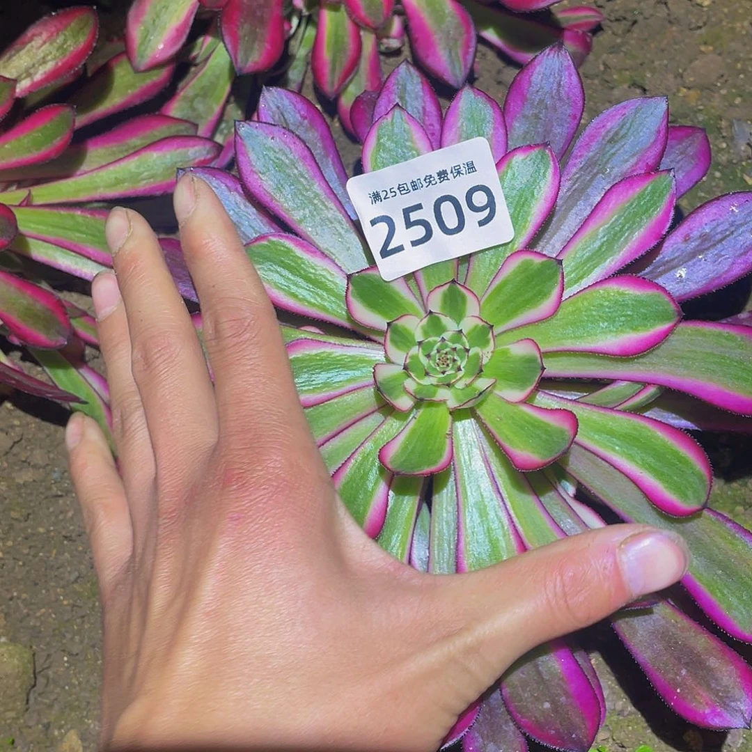 2509粉铜多肉植物