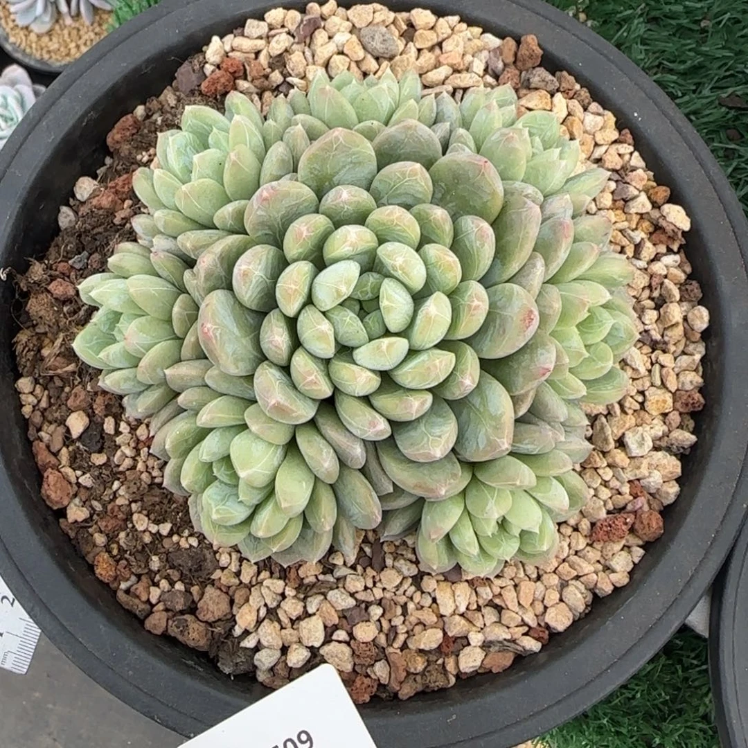 C609百达翡翠手捧