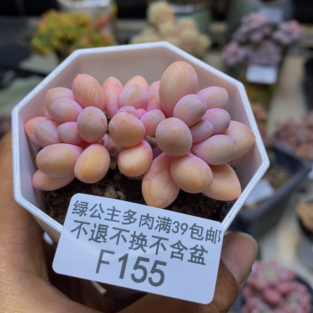 155汤圆奶多肉4c m