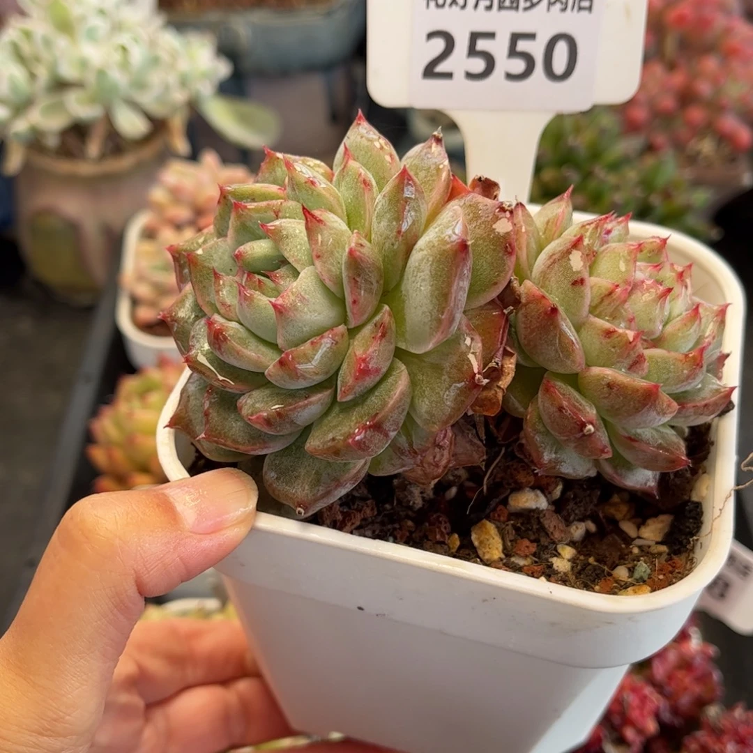 2550石化珍妮满30包邮