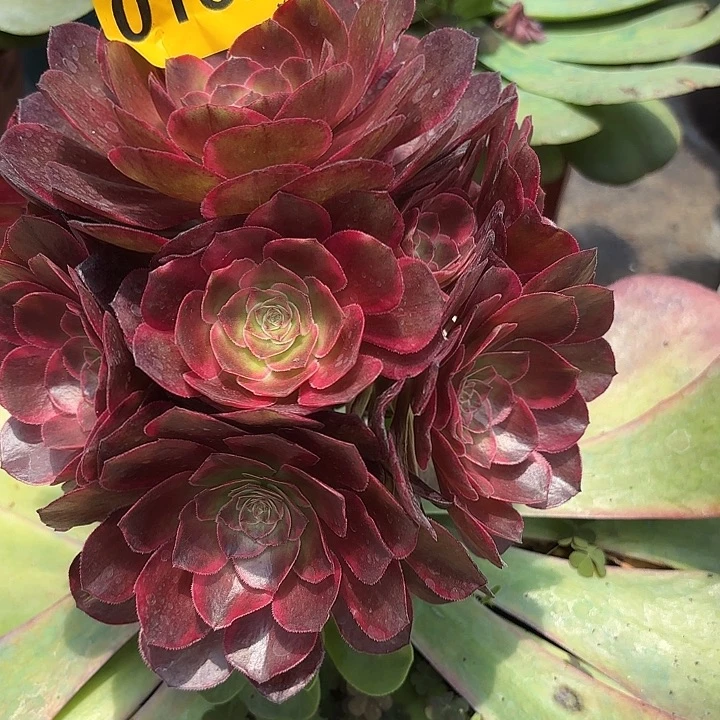 多肉植物克拉恋人132