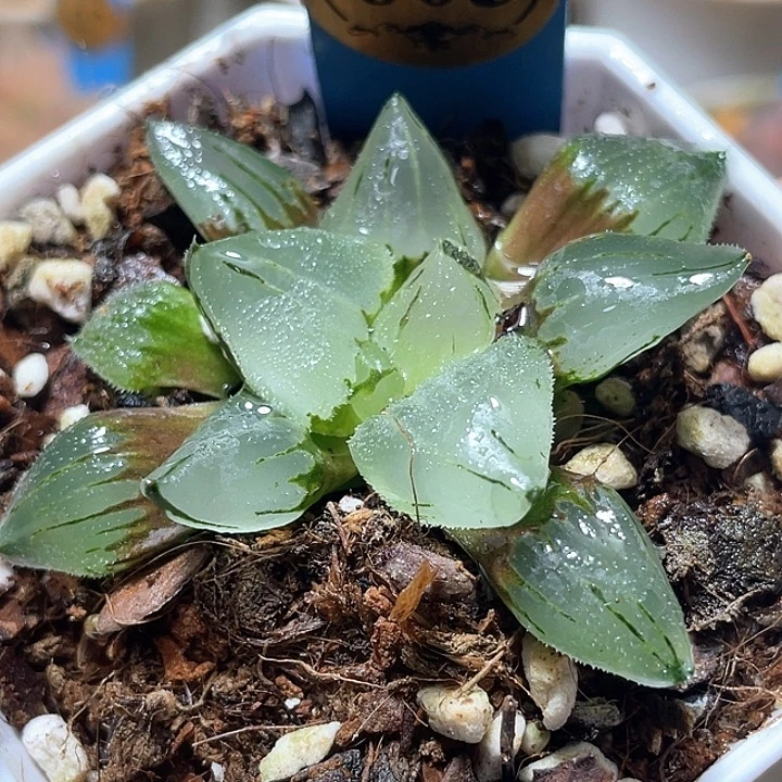 605冰玉鸾特选福利