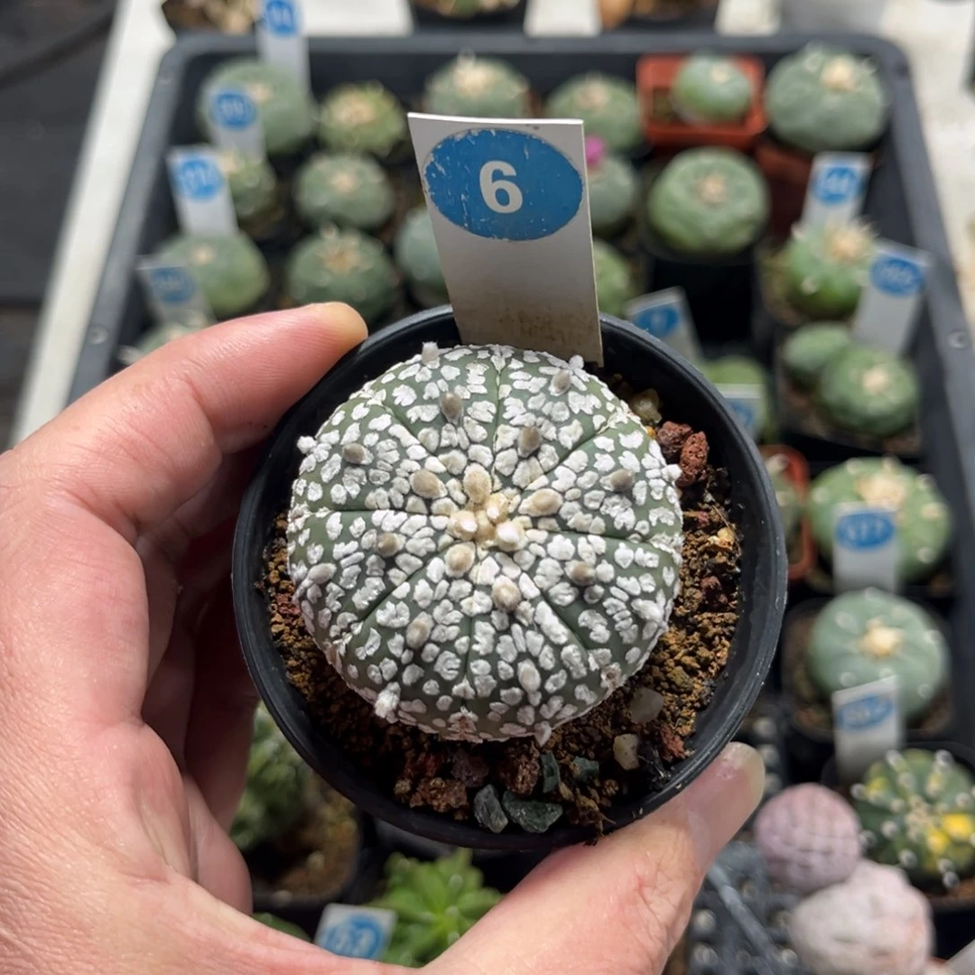 6号实生超兜带盆带土发货