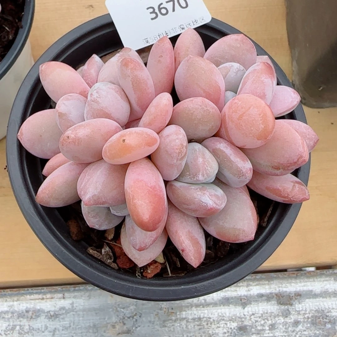 啦***啦粉兔群，3670多肉植物