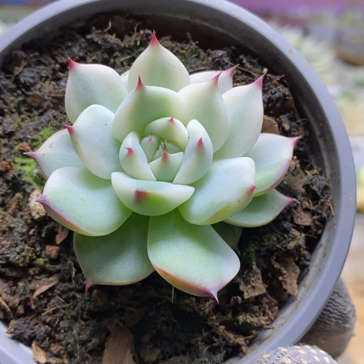 020吉娃娃锦锦锦锦锦锦锦