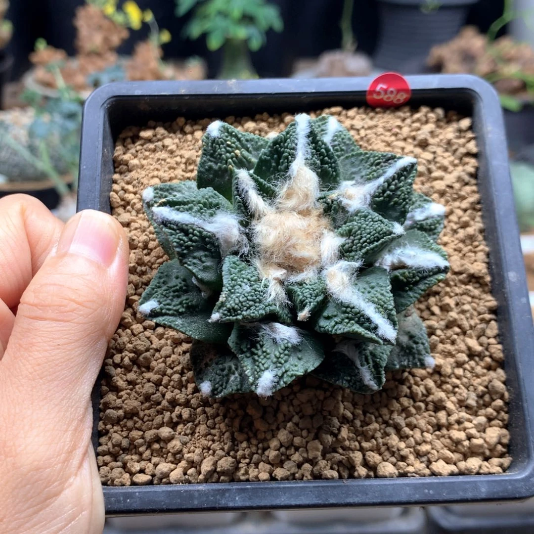 龟甲牡丹杂交带盆自根