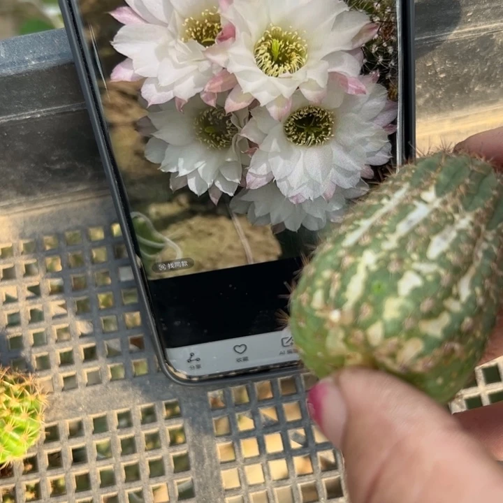 42白檀景5歪斑多无根侧芽4公分左右20包邮