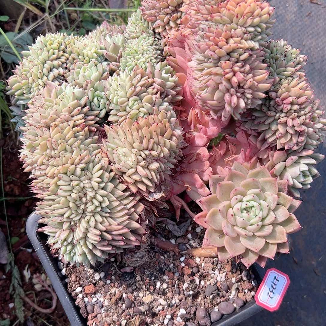 战****拒21232拉霍亚爪多肉