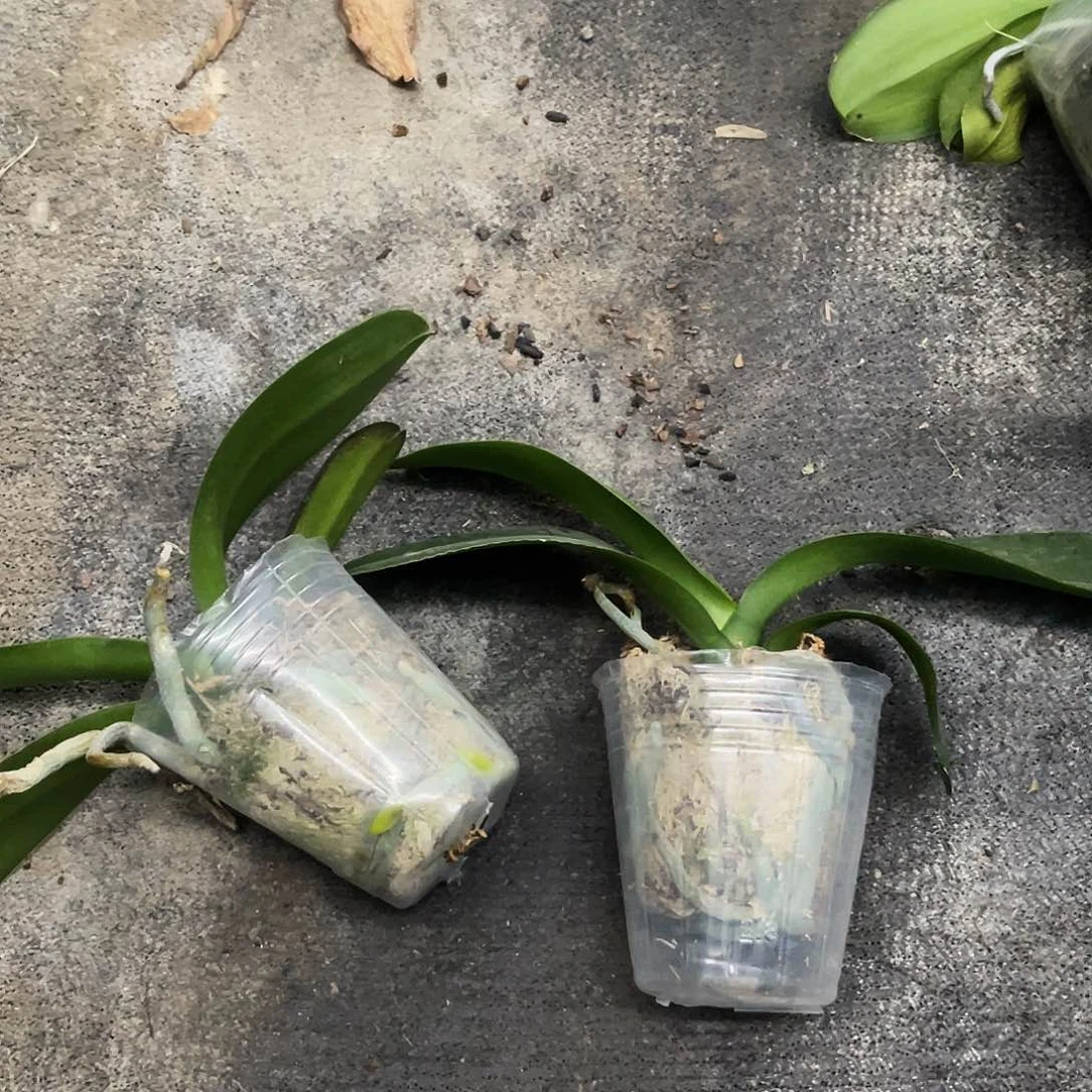 当前无花栽培后可以开花蝴蝶兰幻影瑕疵2.8