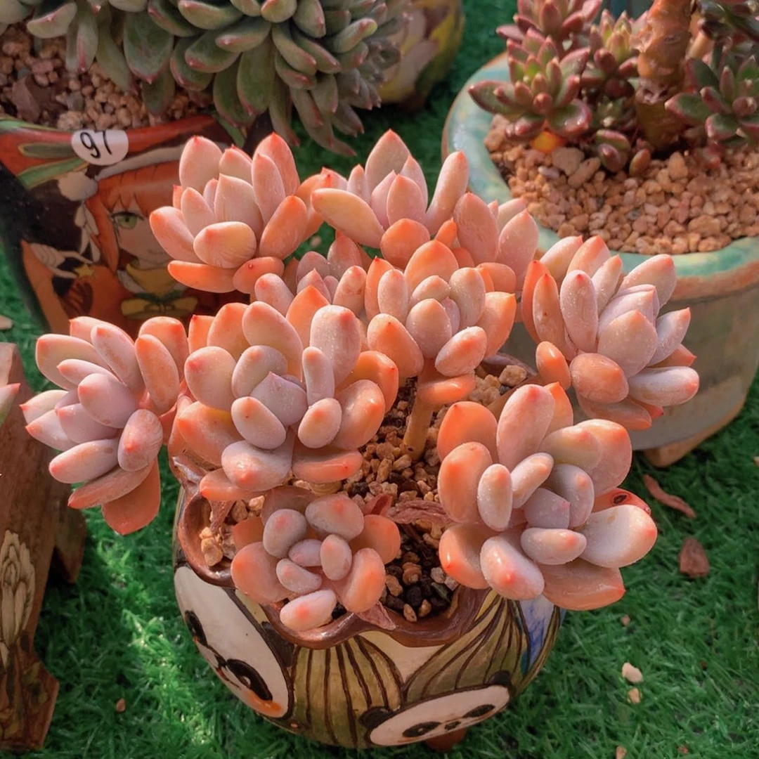 珍舞美人13 公分一物一拍