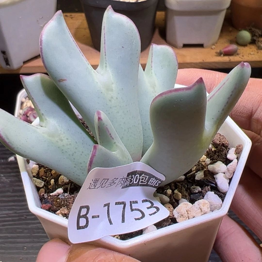 多肉植物111111111111111