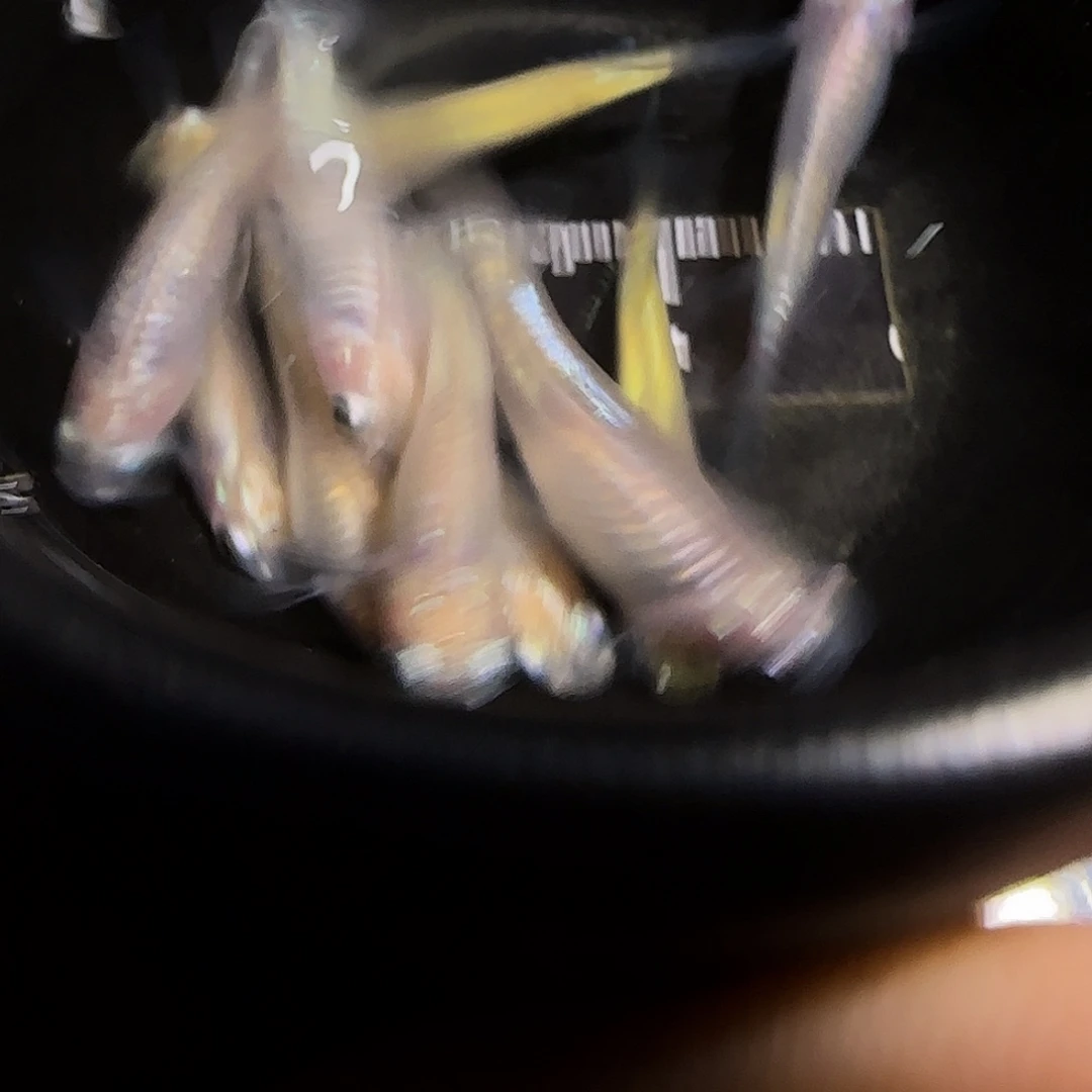 青鳉鱼一物一拍498