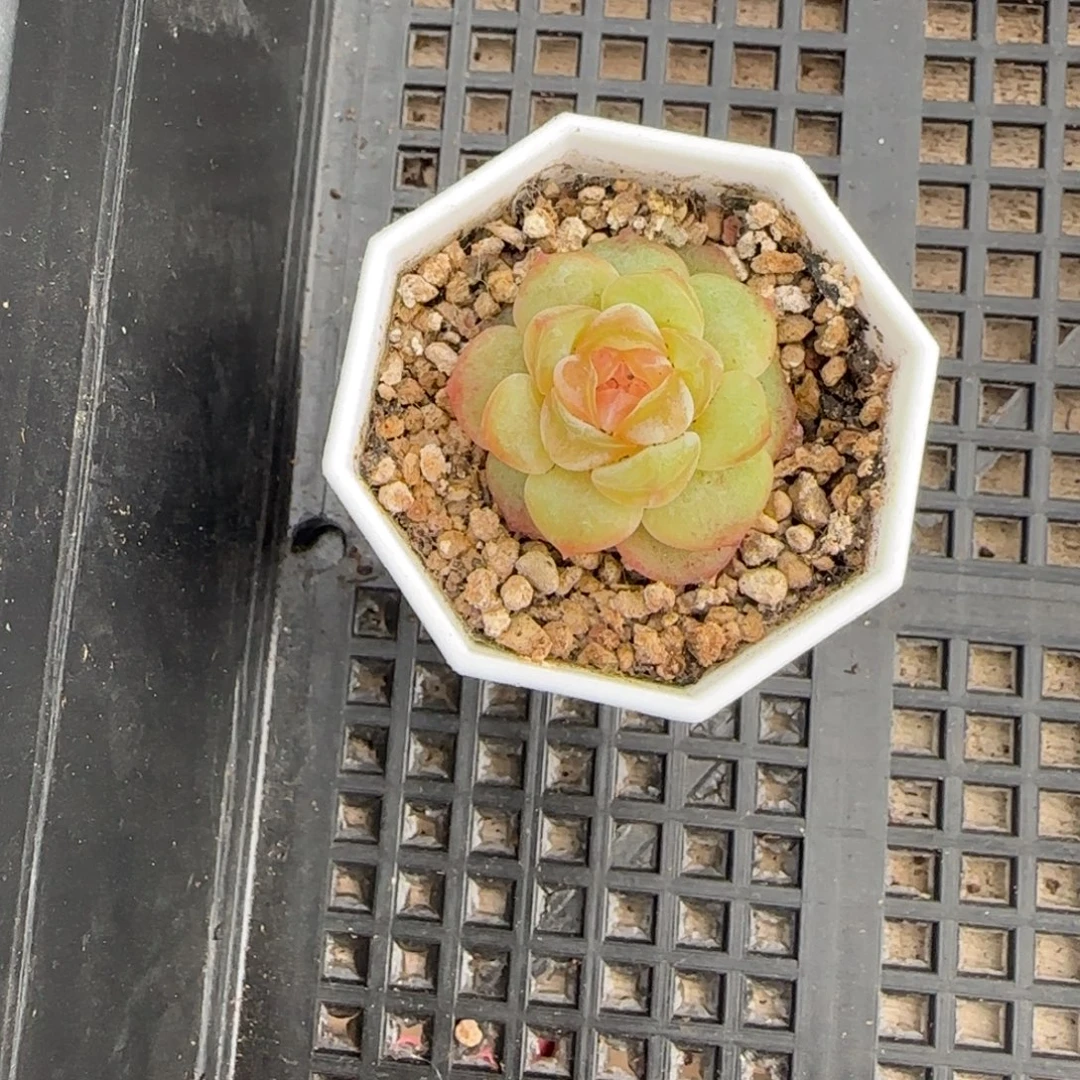 芬***h风花沁婉中苗盆满25包邮