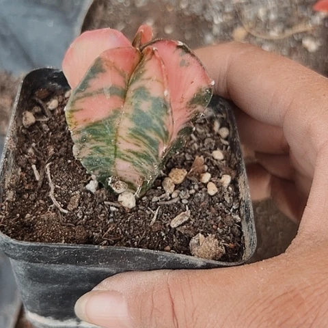 778实生鸾锦仙人球