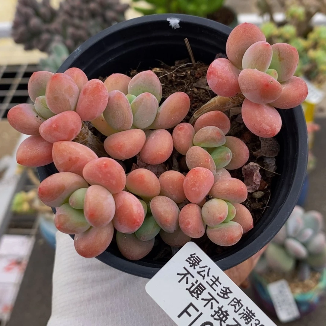 橘子香水洛神051:8cm