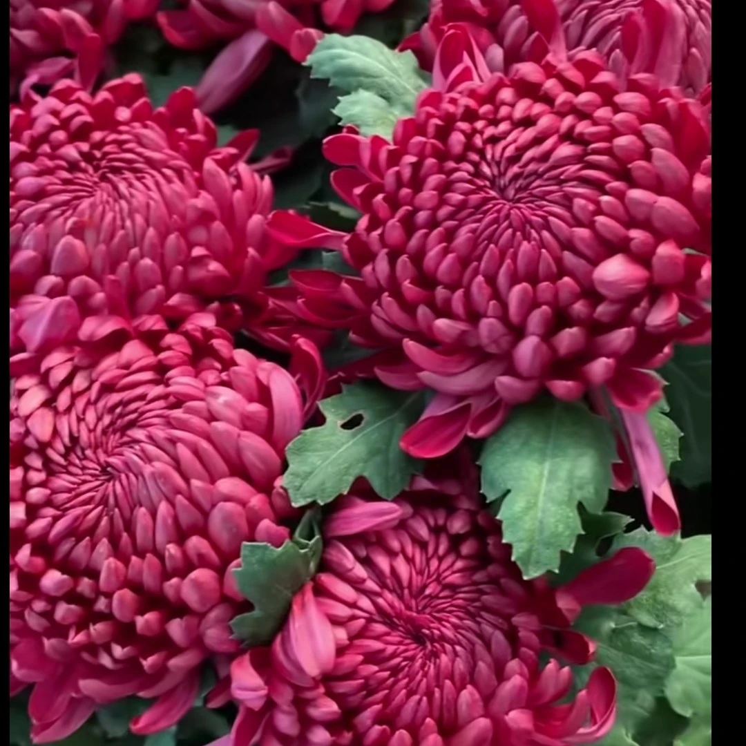 红绣球菊花苗阳台地栽庭院三颗