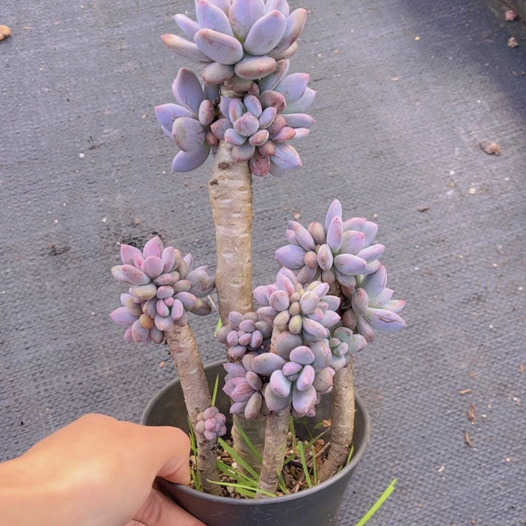 特价树型老桩灰姑娘