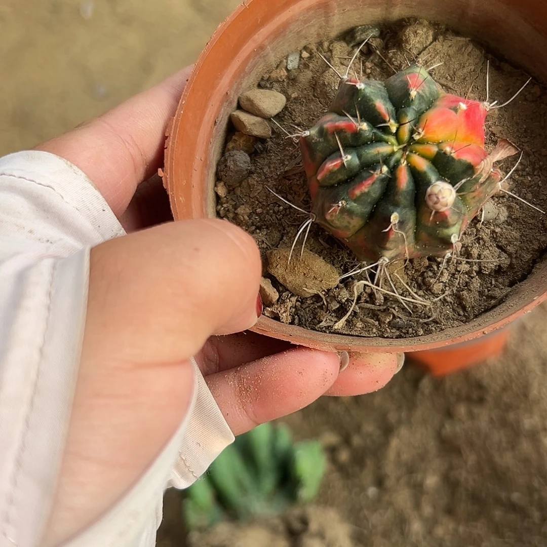 多肉植物多肉植物