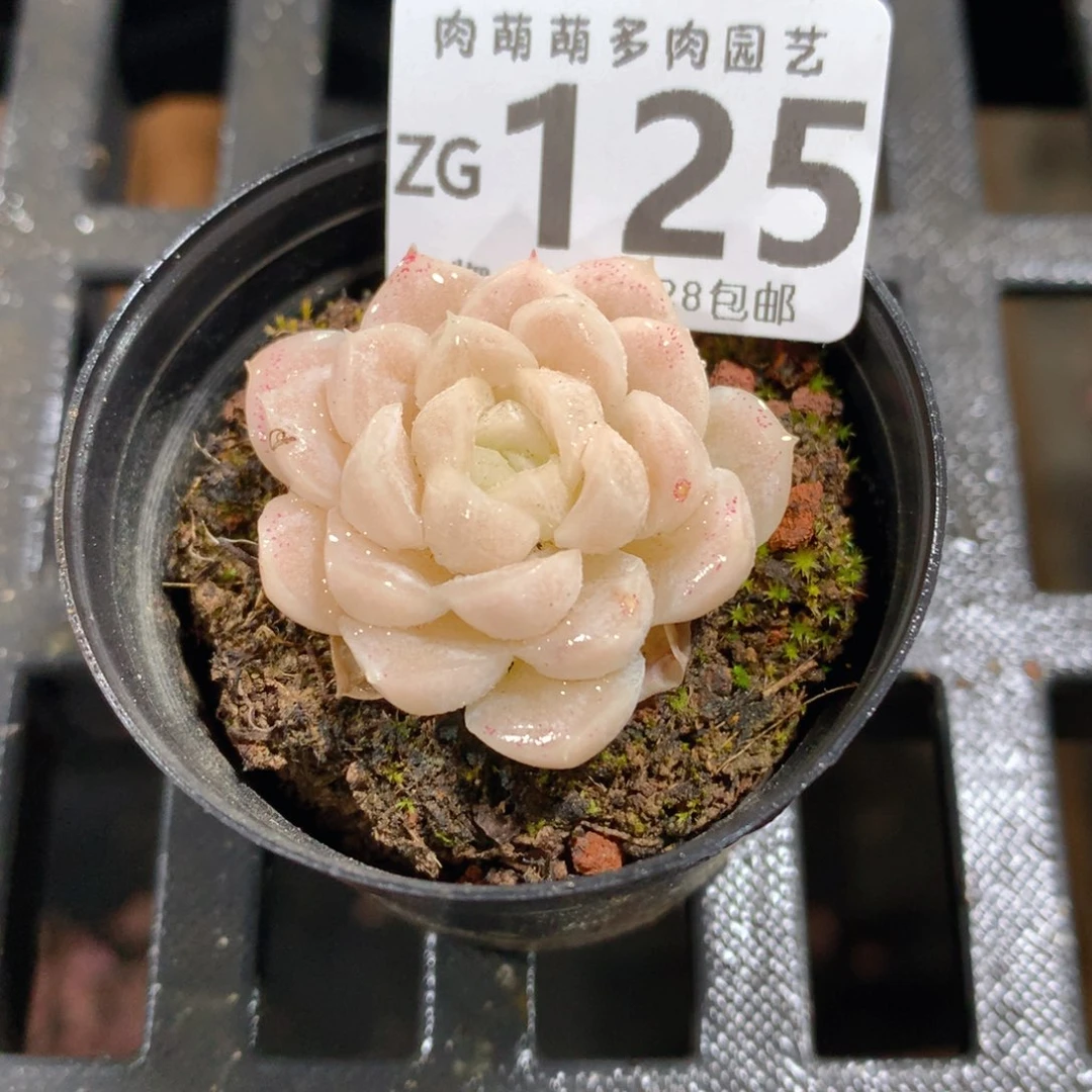 肉萌萌拇指盆精控多肉ZG125