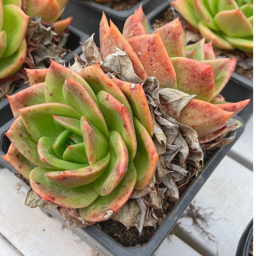 双头狮子王（10-13cm）脱土金先生精品多肉