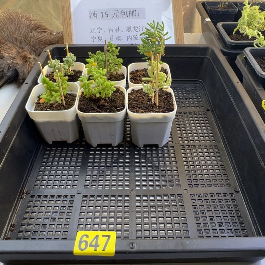 枝干番杏多肉植物647