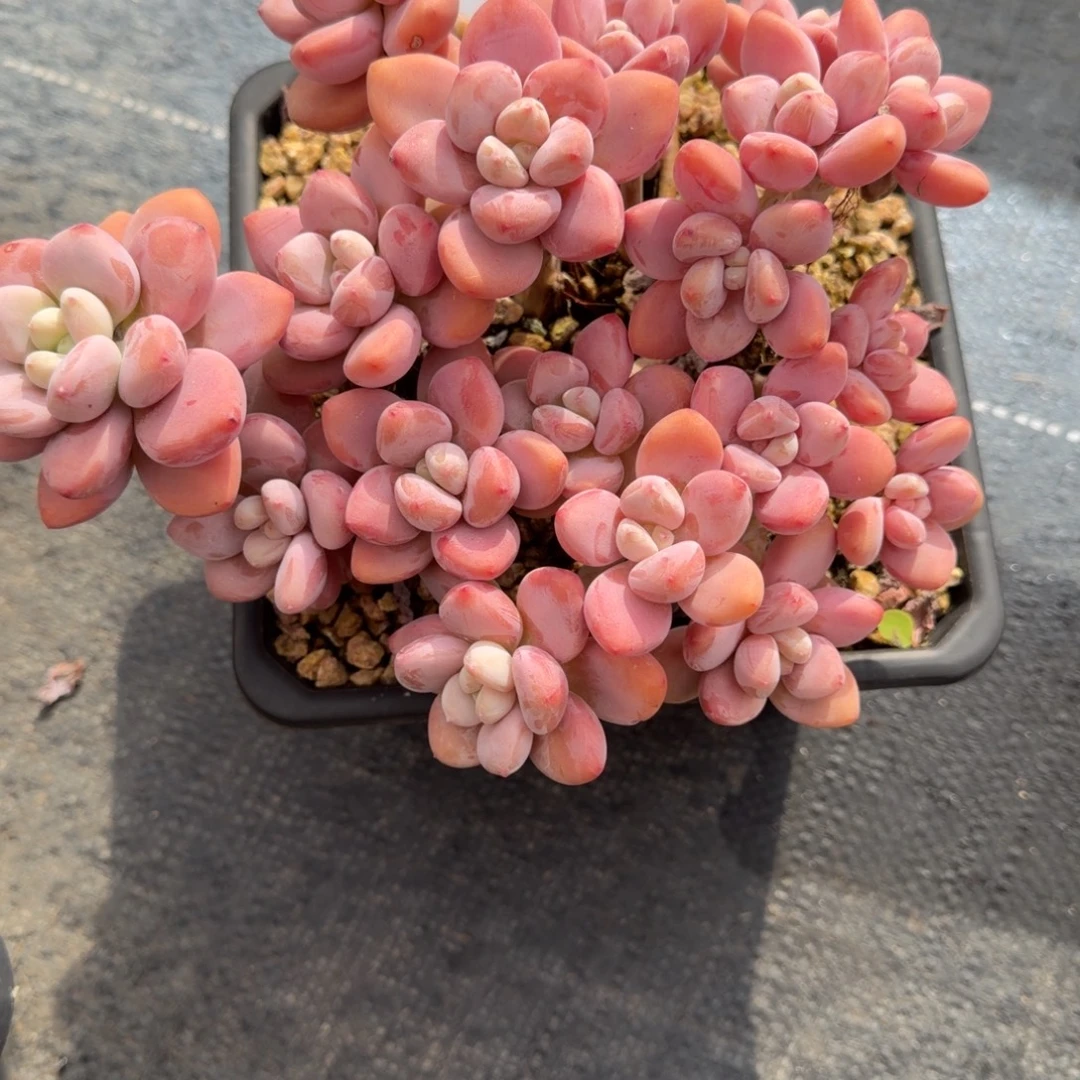 一物一拍红洛神样板28