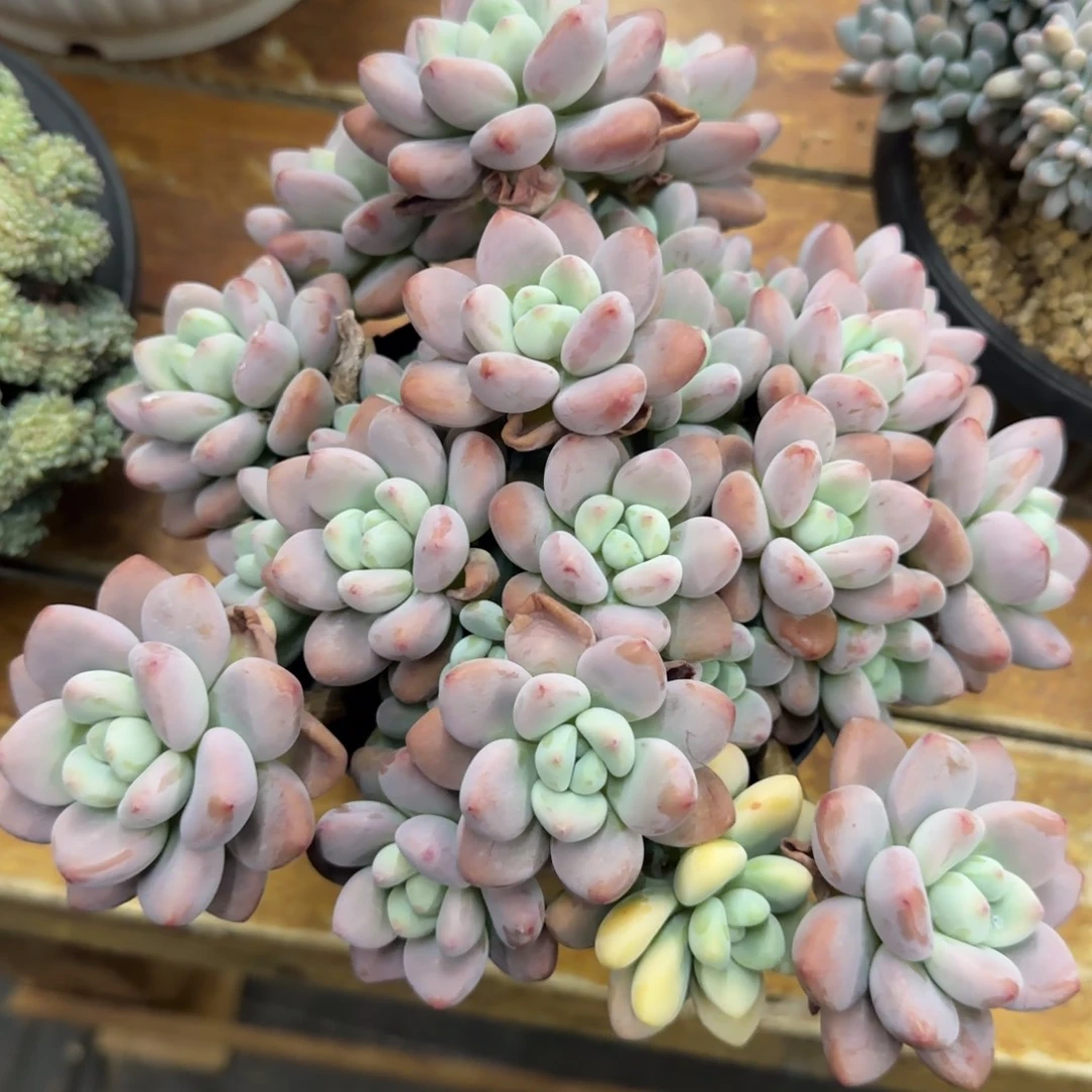 多肉植物一物一拍