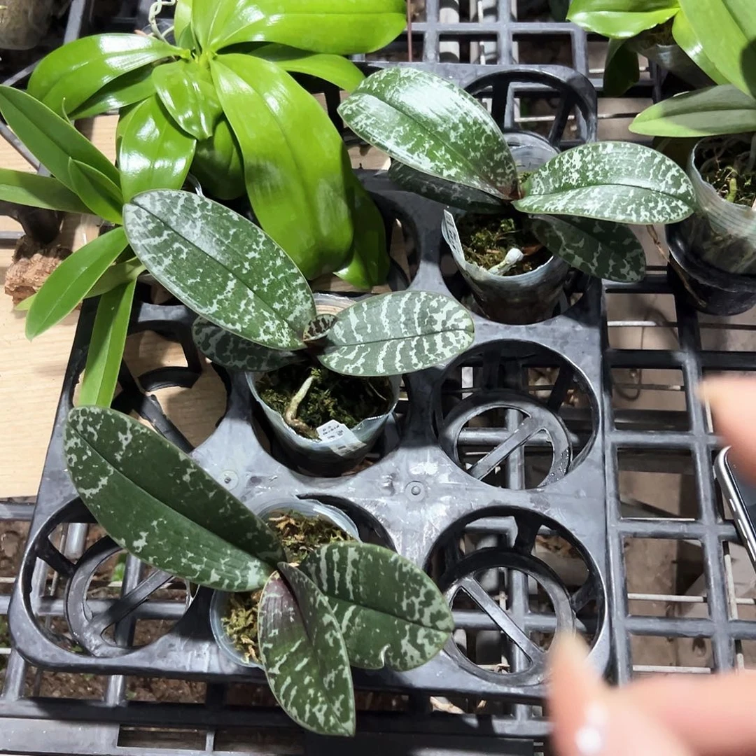 不开花植物西蕾丽2.5