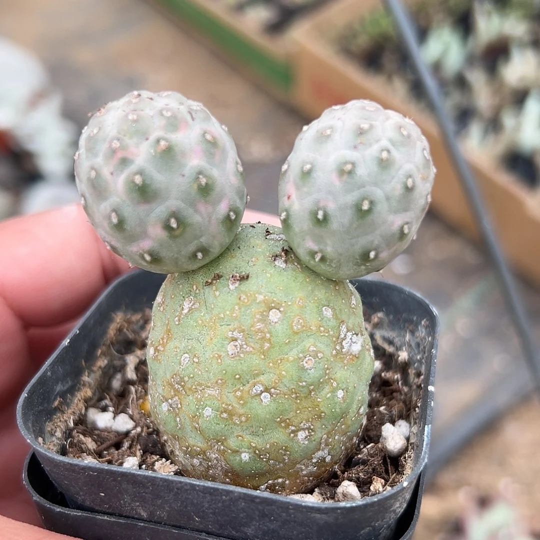多肉植物多肉植物