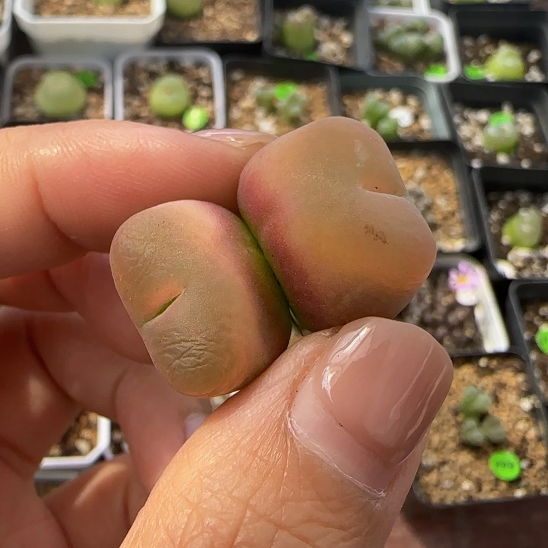 1.8/1.9cm多肉植物391