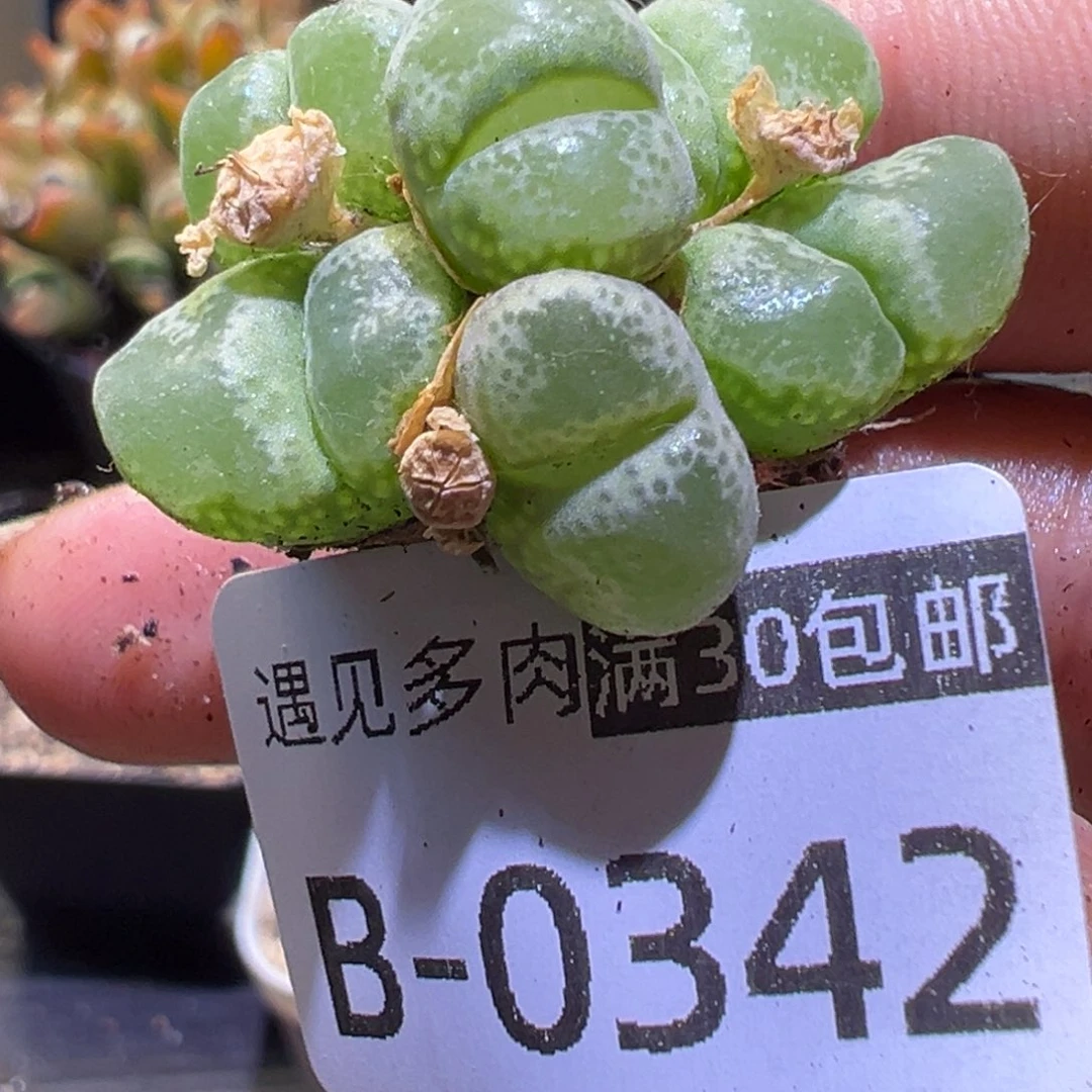 多肉植物1111111111111