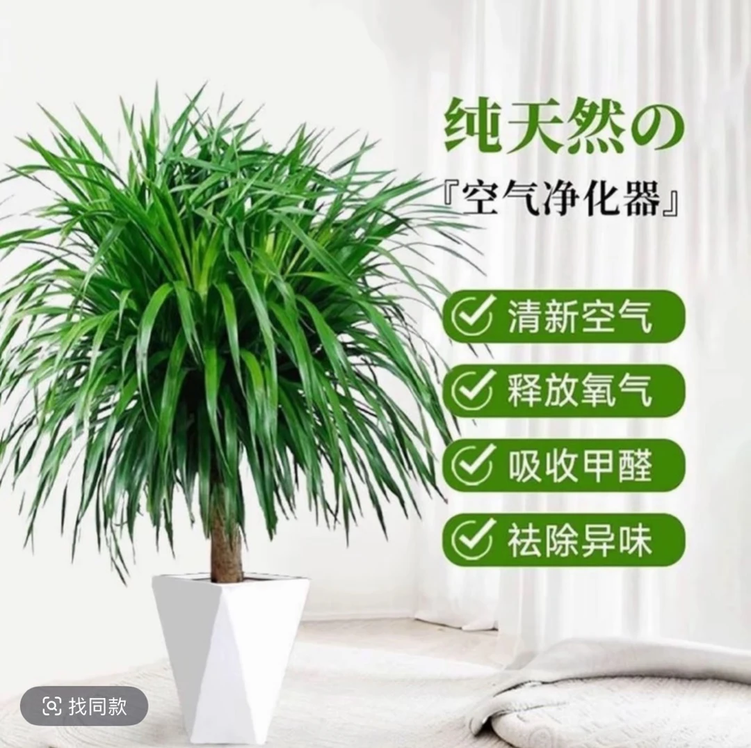 太空铁2号  含盆80-100高度 室内花卉绿植 四季常绿基地直发