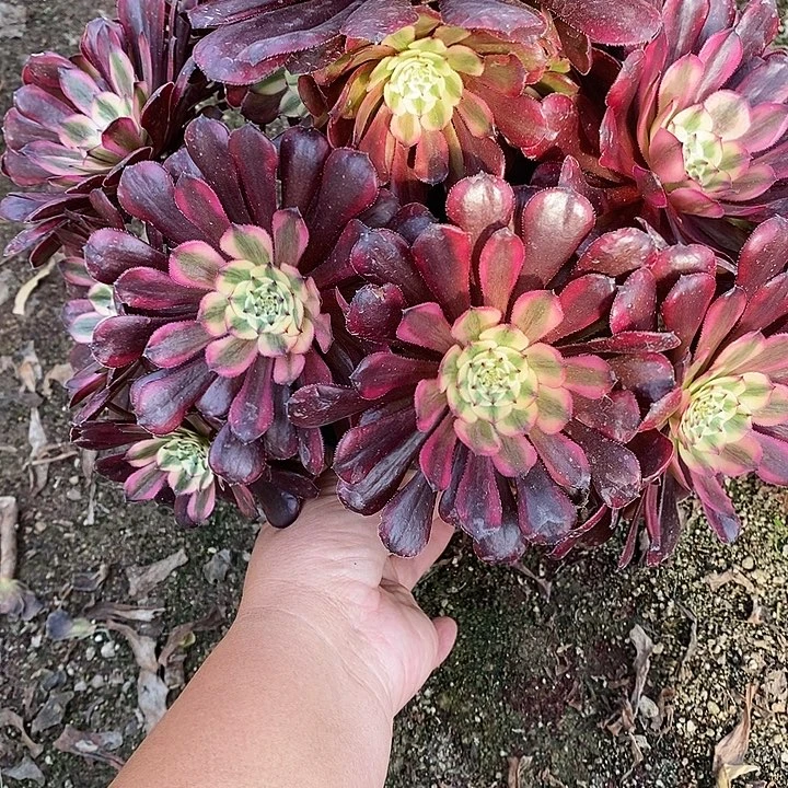 多肉植物月蝉743多肉
