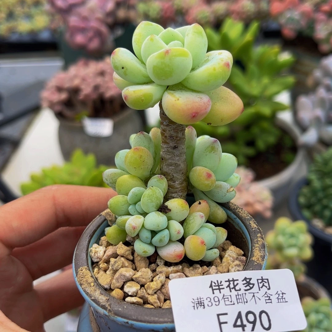 490-樱花罗琦多肉4cm