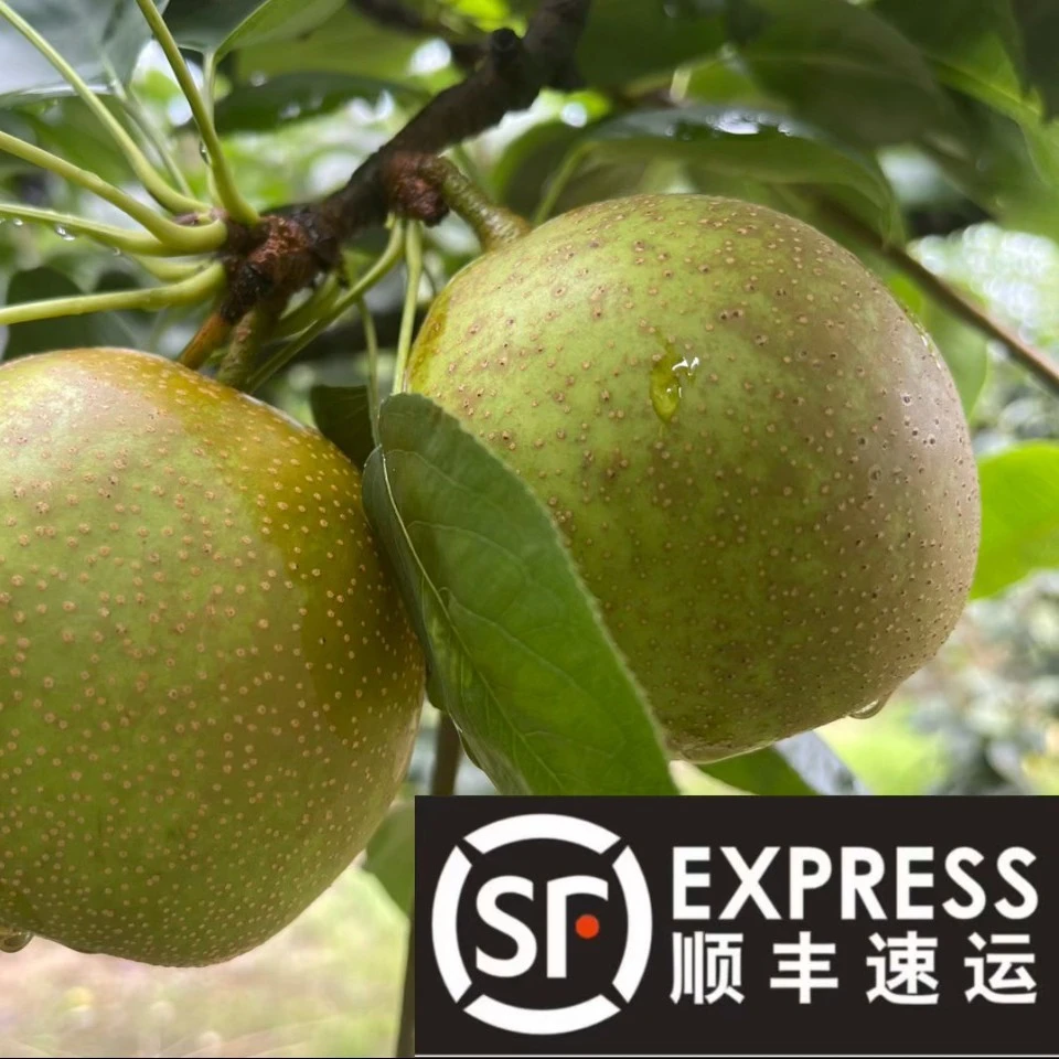 文成山头梨子脱骨美味可口