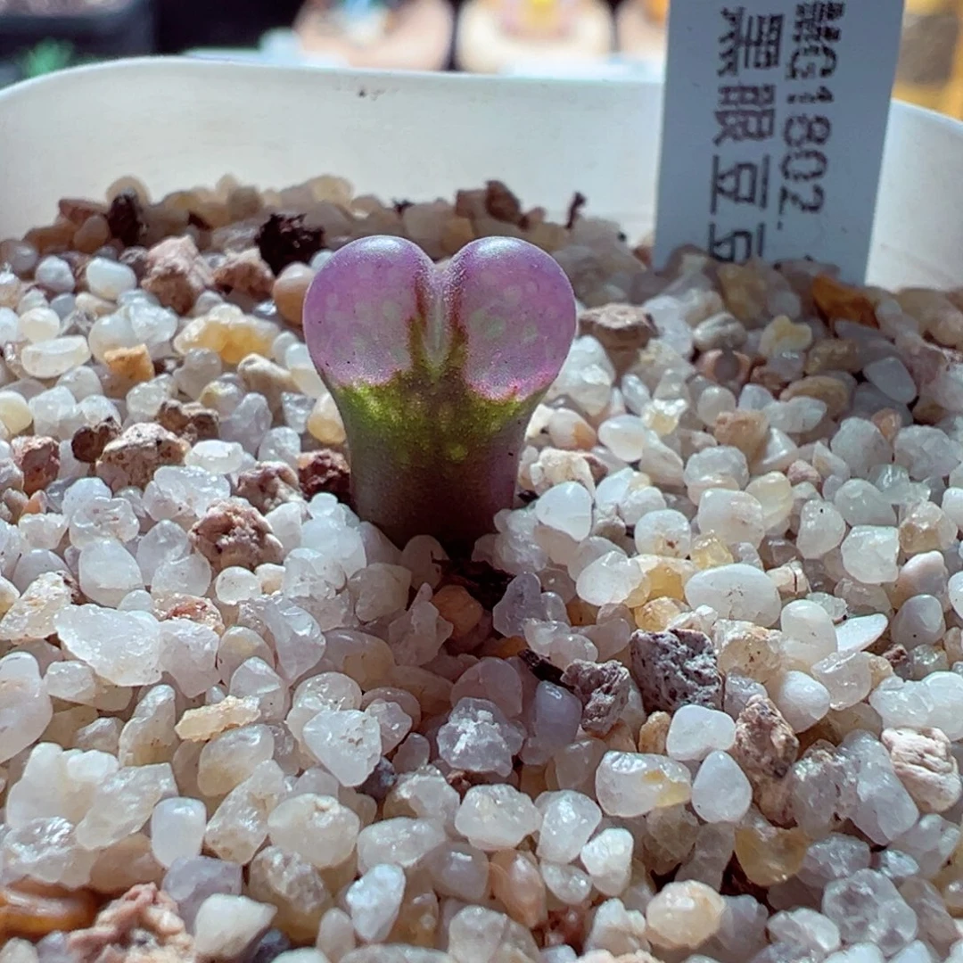 1107-864多肉多肉黑眼豆豆