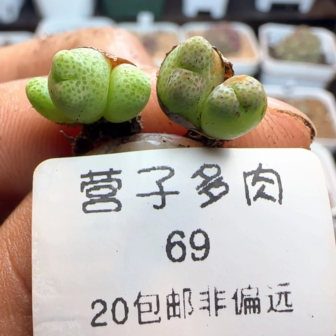 斑马955。