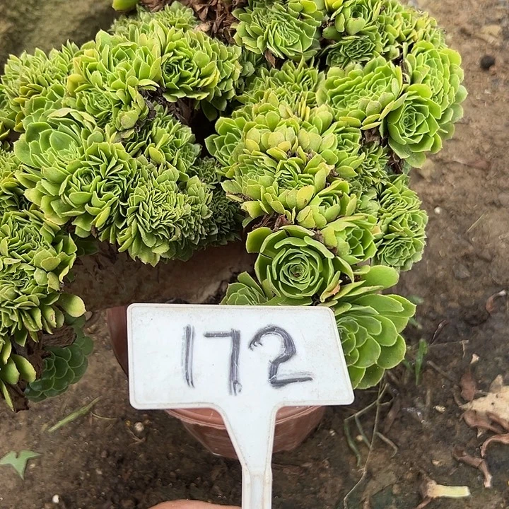 多肉植物绿羊绒缀花