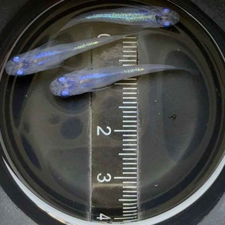 青鳉鱼水滴23号青鳉