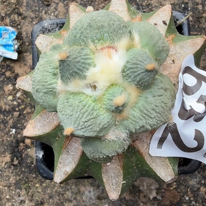 无花朵632白肌梦幻怒涛东三