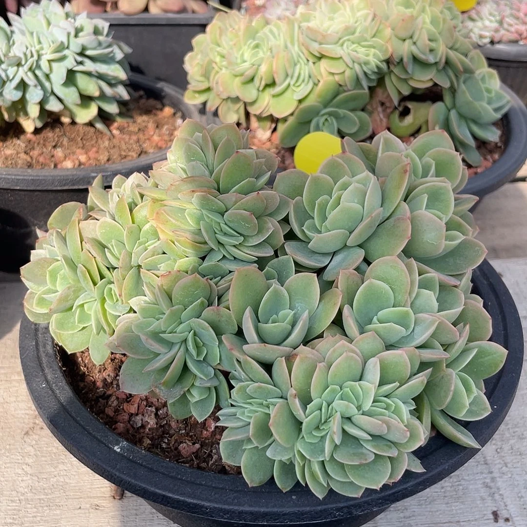 星娜塔缀化多肉植物