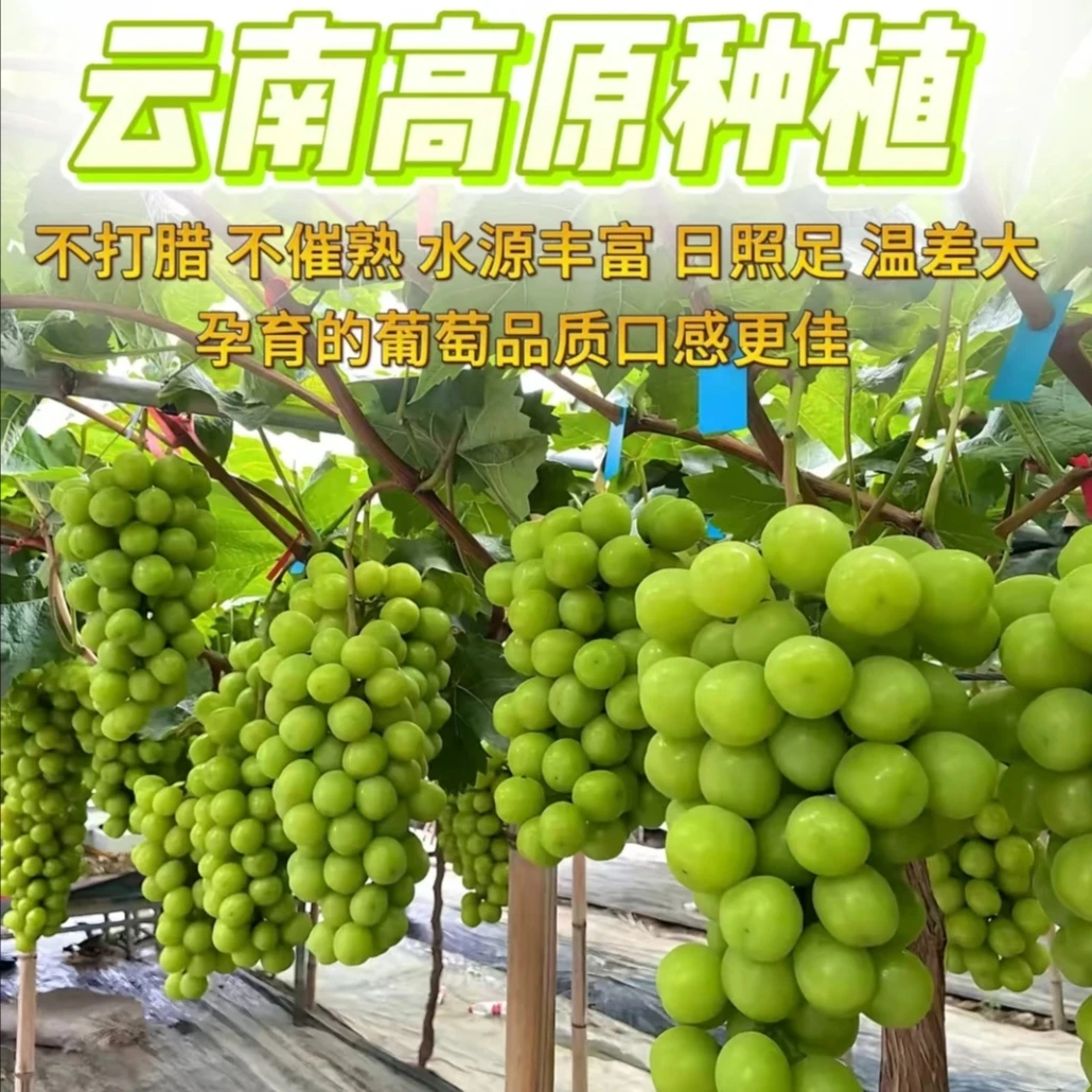 【顺丰包邮】云南阳光玫瑰葡萄新鲜应季提子香甜多汁水果产地直发