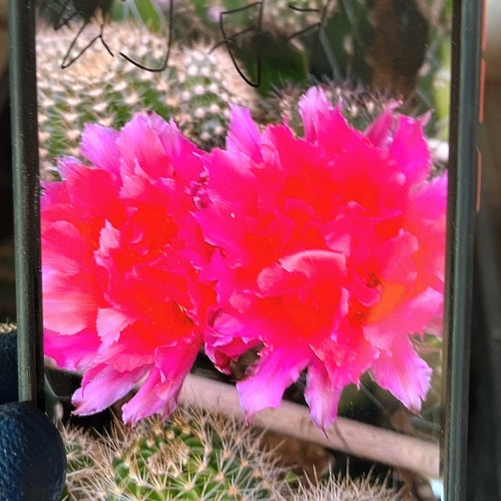 幻羽侧芽歪6公分左右满18包邮