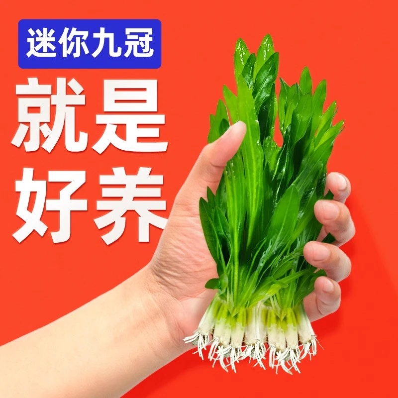 迷你九冠水草养鱼造景植物大叶九冠鱼缸新手好养懒人活体淡水阴性