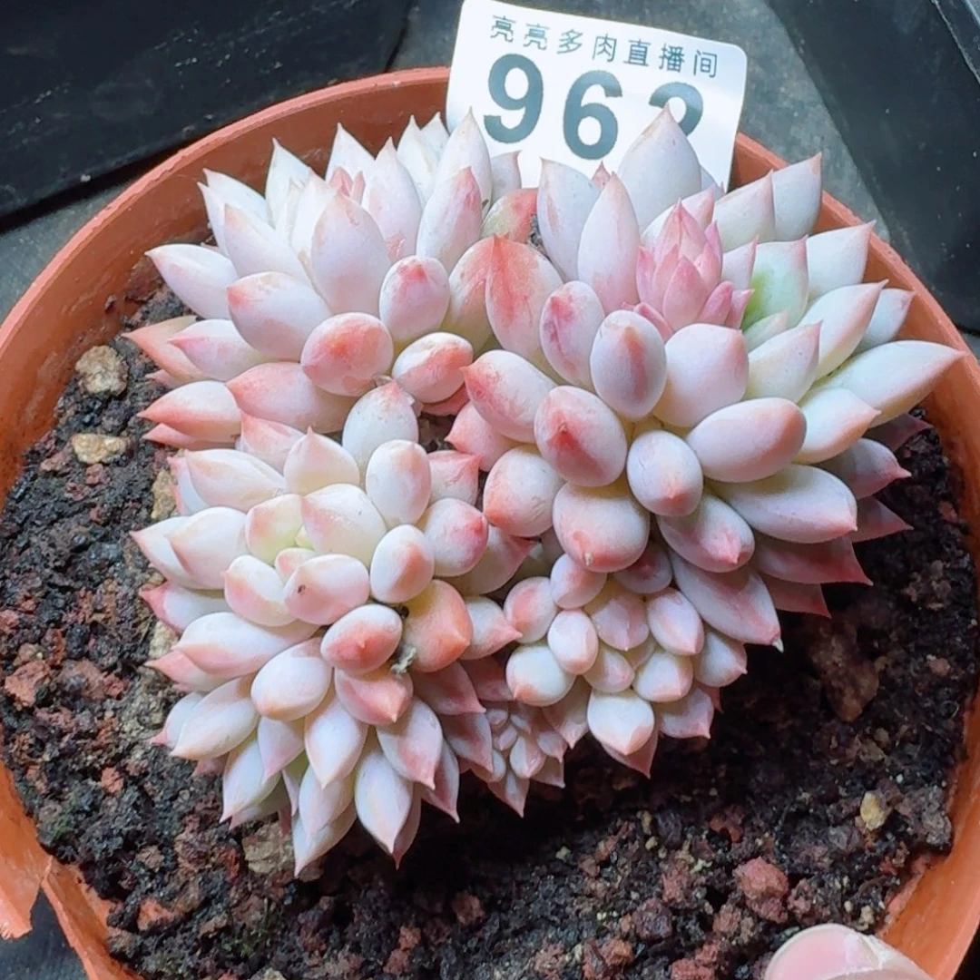 东方明珠         群生老桩多肉