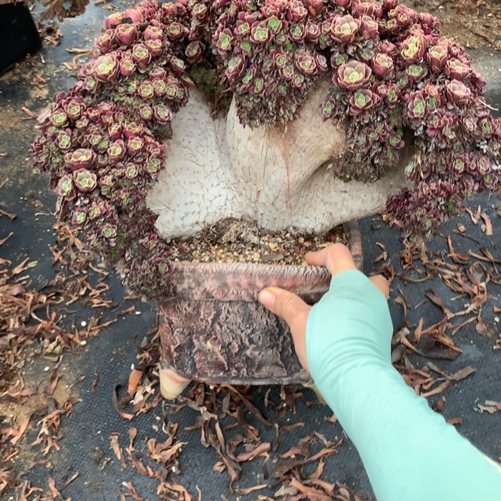 梅花朵朵脱土不带盆啊
