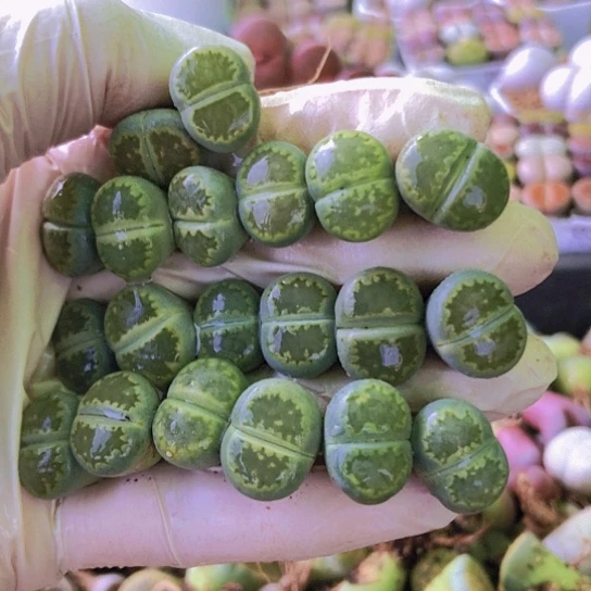 无花朵0462，开播福利20棵1.4厘米左右饼干个别微瑕