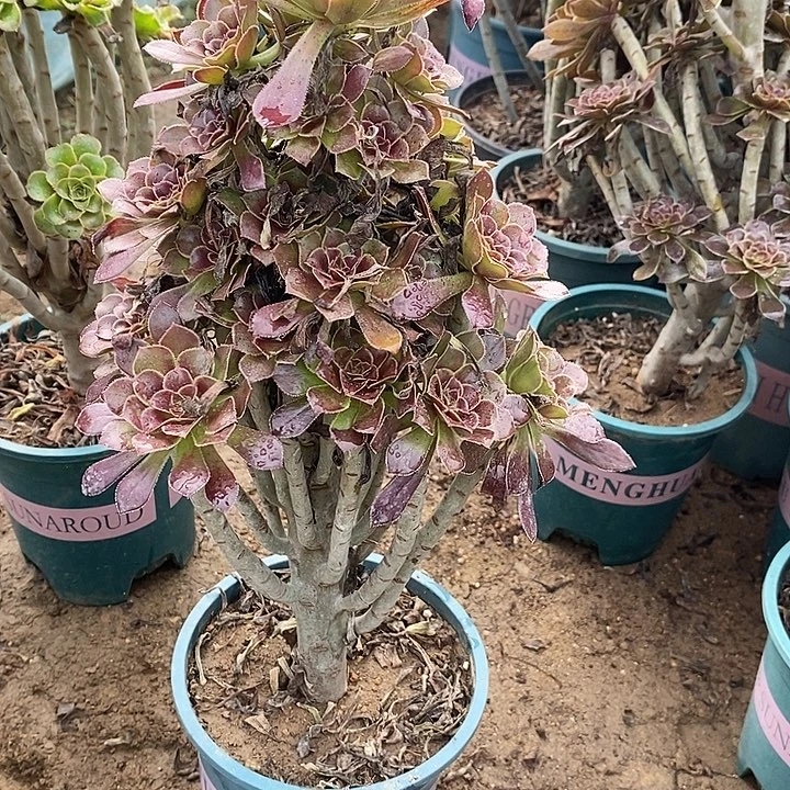 灰法51多肉植物法师法师法师