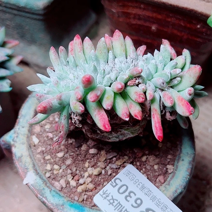 6305海瑟白姆仙女杯多肉